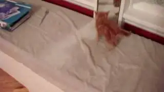 Gato coqueton, tuvo su caida