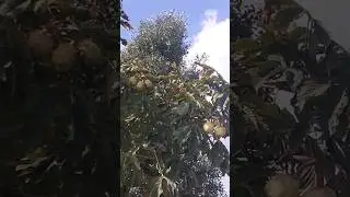 Каштаны.