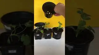 Koriander plantjes verzorgen 