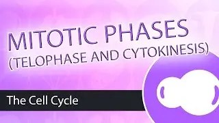 Steps of Mitosis- Telophase and Cytokinesis