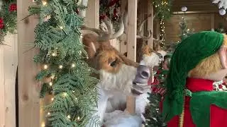 Jingle Bells - The Three Deergrees