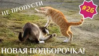 Приколы про животных. Смешное видео про котов, собак и не только. Выпуск 26