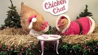 Chicken Chat: Chickenless Manger Scenes?!