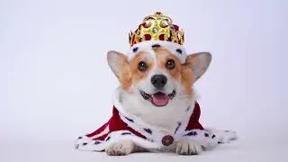 Facts About Corgis, You Didn't Know! #corgi #animalsfacts #dogfacts