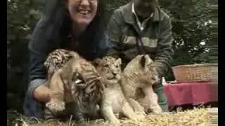 Nachwuchs Serengeti-Park: Tiger