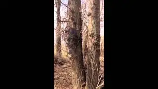 Automatická kŕmička Wild Game analógová