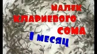 Скорость роста клариевого африканского сома. 1 месяц.