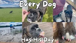 SPOILING MY DOG FOR 24 HOURS!