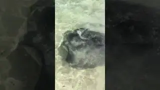 Wife feeding stingray up the western Australian mid west coast