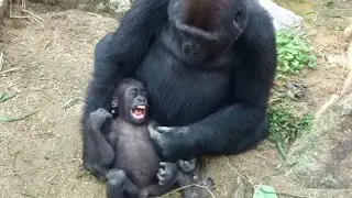 ('19/10/20)ゲンタロウとキンタロウ 18⭐️ゴリラ【京都市動物園】Gorilla brothers gentaro & kintaro 18