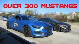 Mustangs Of Houston Galveston Mustang Cruise 2019