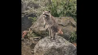 The Pet To Get; Or, A Tiny Step Towards Working With Animals