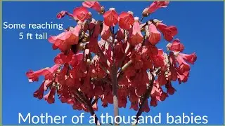 So Many Kalanchoe Flowers- Mother Of A Million Succulents In Flower 🌸