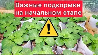 Важные подкормки на начальном этапе