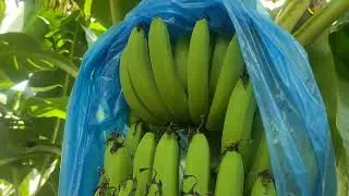 cavendish banana