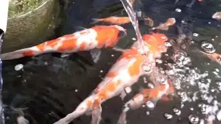 IKAN KOI TERNAK IKAN HIAS AUTO LANGSUNG KAYA