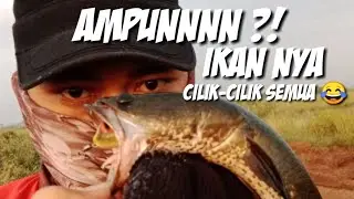 Ampunn ?! ikan nya cilik - cilik semua 😂 #casting #castingikangabus #pondoksoga
