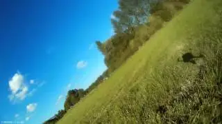 a little fly