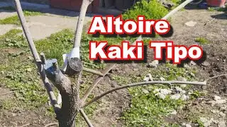 Altoirea simpla pe Kaki Jiro