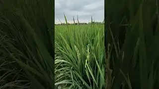 CIBATU PUTIH PADI SANGAT BERBOBOT