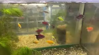 Jumbo size tetra 45 isa