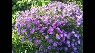 Осенние последние цветы 🌺🍃🍁