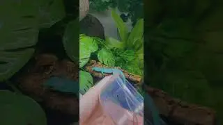 Green Keel belly lizard unboxing 👌
