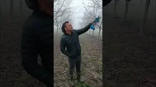 8*4 12 yaş ceviz bahçesi sık dikim 30 da