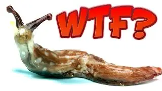 10 curious facts about slugs