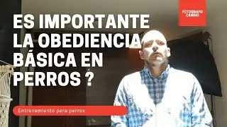perro entrenado  es importante la obediencia en perros? fotografo canino