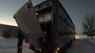 Большой бык погрузка,порвалась веревка