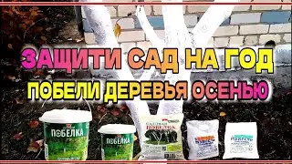 Об этом многие не знают осенняя побелка деревьев и что будет если её не сделать
