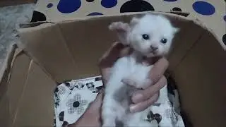 hasil perkawinan kucing pesek dan persimed
