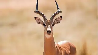 ANTİLOP SESİ (ANTILOPE SOUND)