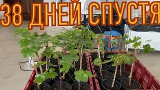Какое развитие саженцев винограда!