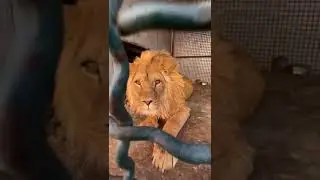 Фулюган😂👍🦁❤