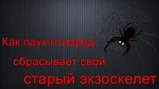 Как паук-птицеед сбрасывает свой старый экзоскелет.