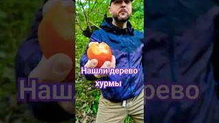 Нашли дерево хурмы в лесу 