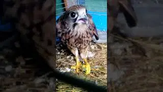 Сокол и саранча