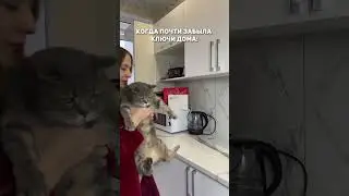Кот на ручках