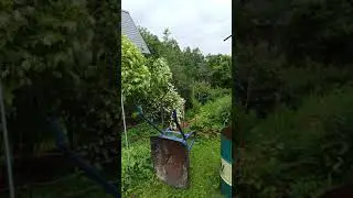 После дождя на даче