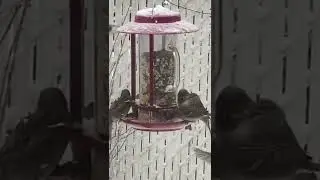 ПТИЦЫ НЕ ЗАМЕРЗНУТ В КАНАДЕ.