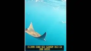 WATCH THIS MESMERIZING MOBULA RAY AGGREGATION😍