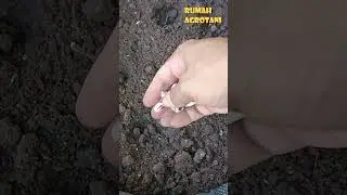 Cara Mudah Menanam Kacang Tanah di Polibag