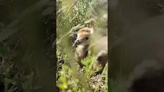 Спасли журавлят, в степи отогнали голодного корсака от журавлей.