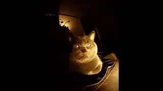 Silkycat blues_LO-FI INSTRUMENTALS MIX 1H