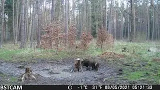 Ukážka z fotopasce BST880