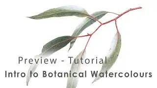 Preview - Botanical Art Tutorial - Eucalyptus Leaves