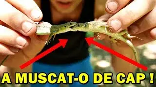 AM PRINS 2 ȘOPÂRLE CANIBALE ! SE MUȘCĂ ÎNTRE ELE !