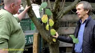 Сколько может жить фундук, привитый на турецкой лещине?